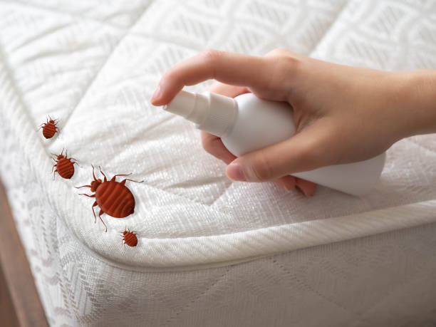 Best Bed Bug Extermination  in Somerton, AZ