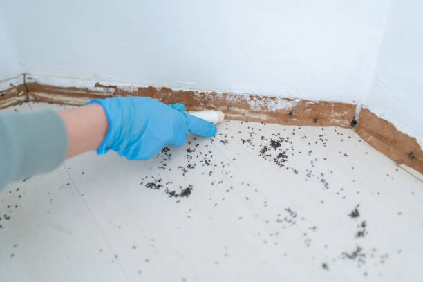 Best Pest Control for Businesses  in Somerton, AZ